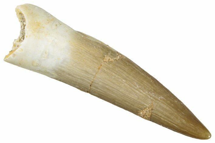 Fossil Plesiosaur (Zarafasaura) Tooth - Morocco #269360